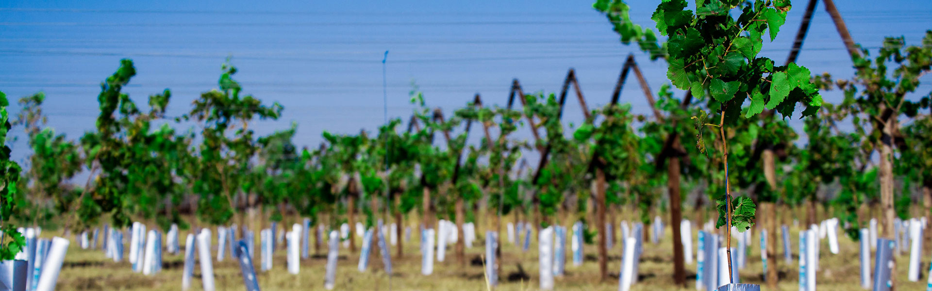 SL-Pic-01: Lemoendraai Agricultural Cooperative: Production of Lucerne, Colombar & Chenin Blanc Grapes in Northern Cape