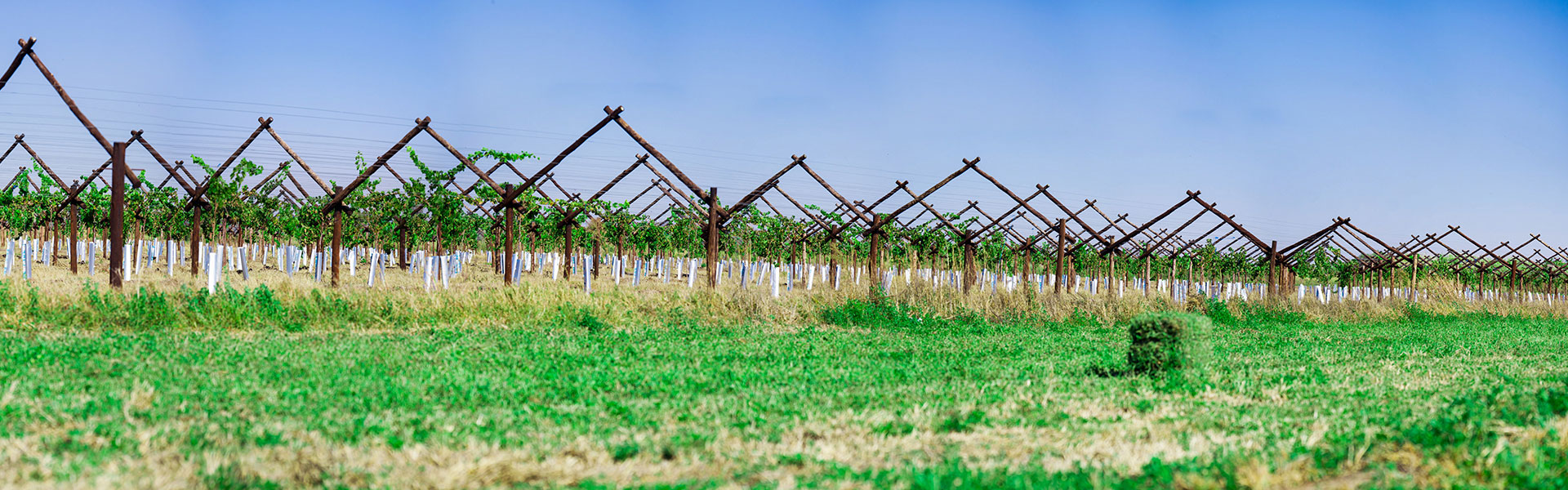 SL-Pic-03: Lemoendraai Agricultural Cooperative: Production of Lucerne, Colombar & Chenin Blanc Grapes in Northern Cape