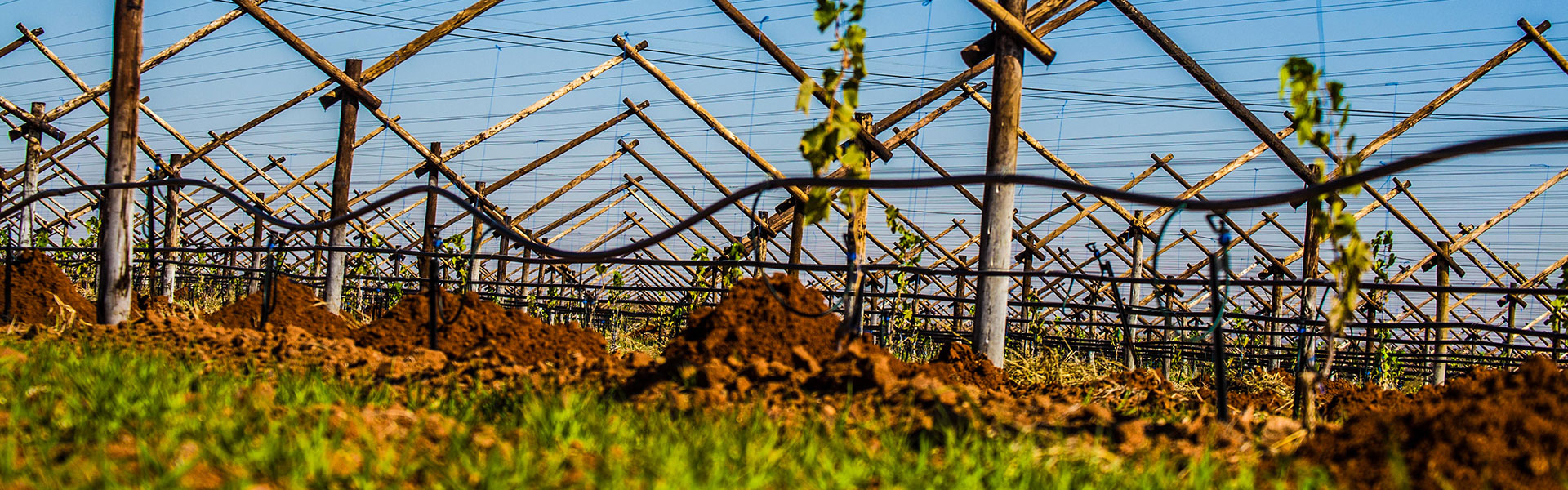 SL-Pic-04: Lemoendraai Agricultural Cooperative: Production of Lucerne, Colombar & Chenin Blanc Grapes in Northern Cape