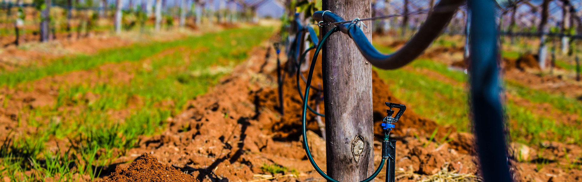 SL-Pic-06: Lemoendraai Agricultural Cooperative: Production of Lucerne, Colombar & Chenin Blanc Grapes in Northern Cape